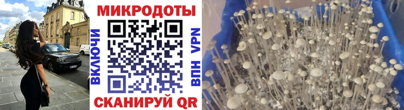 наркота Балабаново Псилоцибиновые грибы Psilocybe